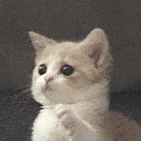 わかめごはん🌱