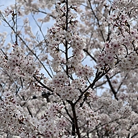 SAKURA♡