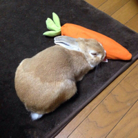 🐰キャメママ