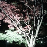 夜桜